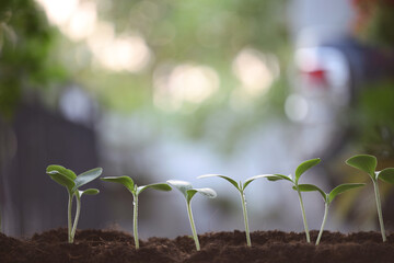 Small young green plants growing