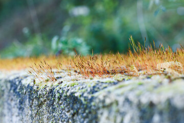 Grass on stonewall - Macro texture