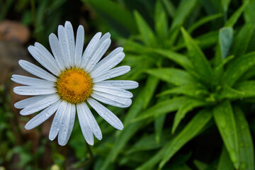 Fototapeta premium White Garden chamomile or Nivyanik or Ox-eye Daisy (Latin: Leucanthemum) after rain on a background blurry of green leaves. Free space.