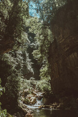 selva en argentina