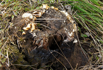 Fungus on the old stump