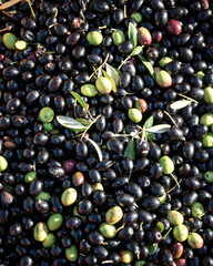 vista dall'alto di olive mature pronte per fare olio extravergine di oliva