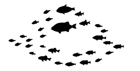 Silhouettes of groups of  fishes on white