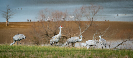 Sandhill Crane migration foraging in natural environment at Hiwassee Wildlife Sanctuary in Birchwood Tennessee.