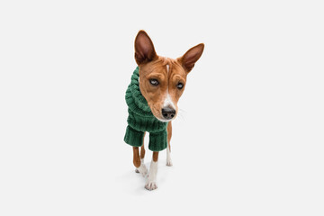 Cute puppy of Basenji dog posing in green sweater isolated over white background