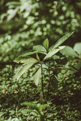 vegetación en una selva