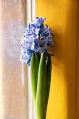Violet-blue hyacinth on a yellow wooden background near the window