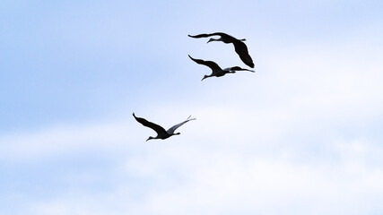 Sandhill Cranes flying above Hiwassee Wildlife Sanctuary in Birchwood Tennessee.