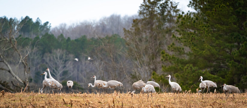 Sandhill Crane Migration Foraging In Natural Environment At Hiwassee Wildlife Sanctuary In Birchwood Tennessee.