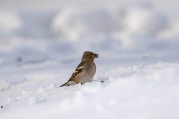 a chaffinch male, fringilla coelebs, on the snow in the garden