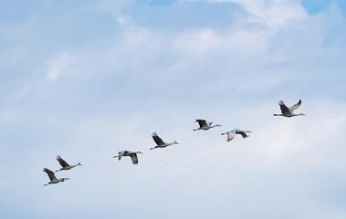 Obraz premium Sandhill Cranes flying above Hiwassee Wildlife Sanctuary in Birchwood Tennessee.