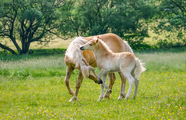 Naklejka na ściany i meble Two Haflinger horses, foal and yearling colt, playing together and nibbling each other, on a green grass meadow in spring