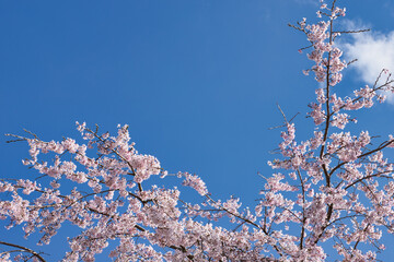 桜　cherryblossoms