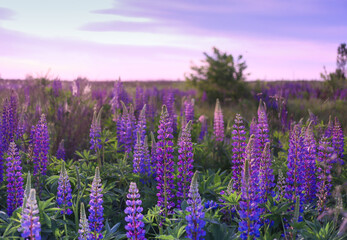 Obraz premium Colorful sunset landscape of flower meadows in lilac-purple tones. wildflowers and wild herbs on a flower field. Floral background, wild lupins, place for text.