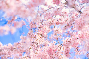 桜　cherryblossom