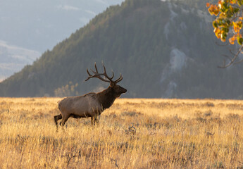 Bull Elk in Autumn in Grand Teton National Park Wyoming