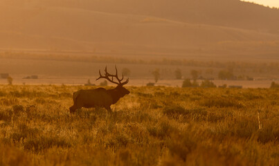 Bull Elk in Autumn in Grand Teton National Park Wyoming