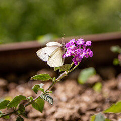 farfalla cavolaia bianca che succhia nettare da piccoli fiori viola 