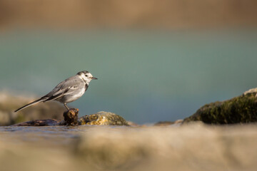 White wagtail (Motacilla alba) a small passerine bird in the family Motacillidae, pipits and...