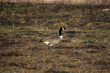 Goose in the Grass