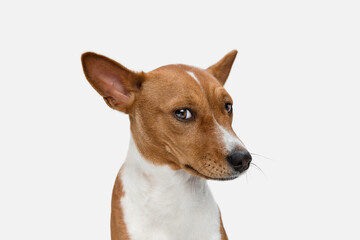 Cute puppy of Basenji dog posing isolated over white background