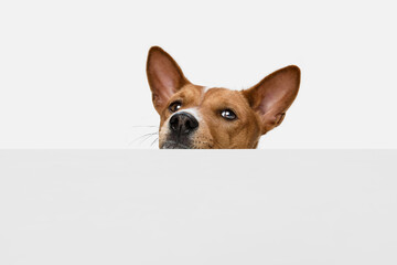 Cute puppy of Basenji dog posing isolated over white background