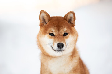 Close-up Portrait of Beautiful Shiba Inu Dog in the winter forest on snow background. Cute puppy