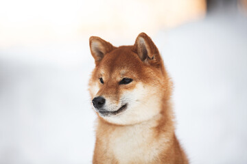 Profile Portrait of Beautiful Shiba Inu Dog in the winter forest on snow background. Cute puppy