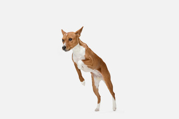 Cute puppy of Basenji dog posing isolated over white background