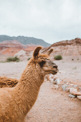 llama marron del norte argentino