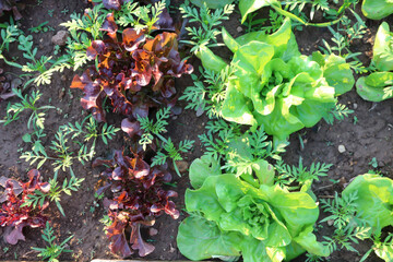 lettuce , green oak lettuce and red coral