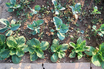 brassica juncea, green lettuce and kale