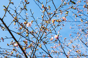 林業試験場樹木園の河津桜