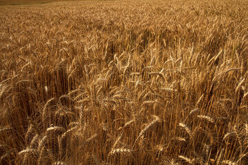 barley field at Samerng, Chiangmai, Thailand