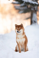 Beautiful shiba inu puppy sitting in the forest in winter at sunset. young Japanese shiba inu female dog