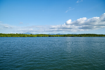 Floating mangrove forest on the sea, Fiji. 
