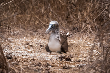 Blue-footed Booby in the nest with its eggs for hatching, Isla de la Plata (Plata Island), Ecuador