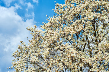 magnolia is a flower that tells the beginning of spring.
