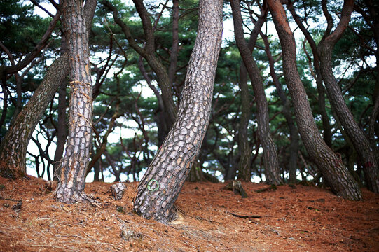 A pine forest often seen in Gyeongju city, Korea.
