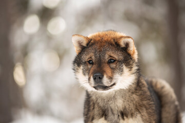Naklejka na ściany i meble Profile Portrait of an Shikoku puppy in winter. Shikoku ken puppy. Kochi-ken dog