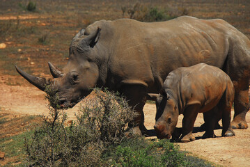 Obraz premium Africa- Close Up of a Mother Rhinoceros With Calf