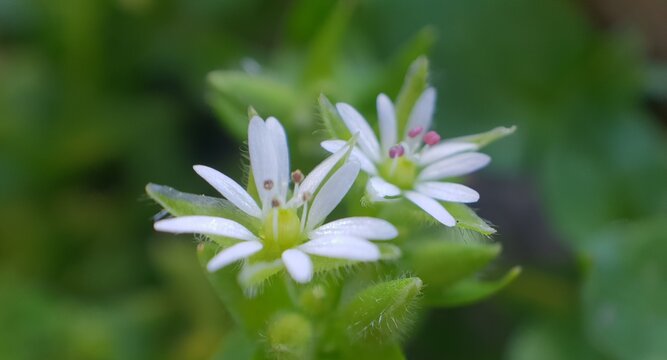 Two little fresh soft garden flowers in close-up view with white petals on a green blurred background