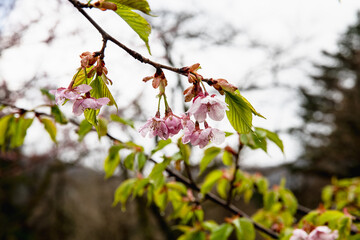 林業試験場樹木園の河津桜