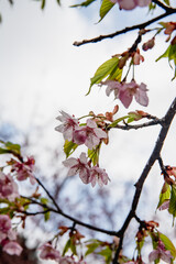 林業試験場樹木園の河津桜