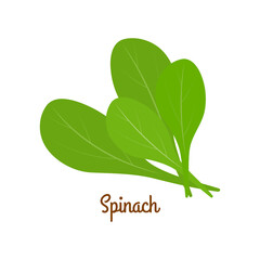 Spinach. Vector illustration.