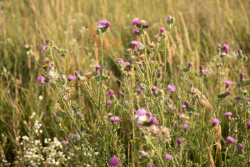 Field with flowering Silybum marianum Milk Thistle medical plants.