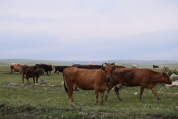 Naklejka na ściany i meble cows on a pasture