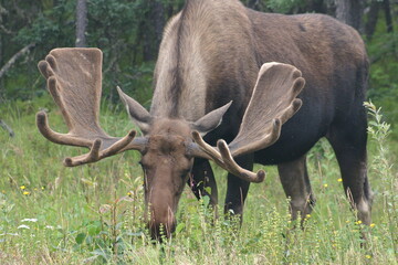 Bull Moose in Alaskan Forest