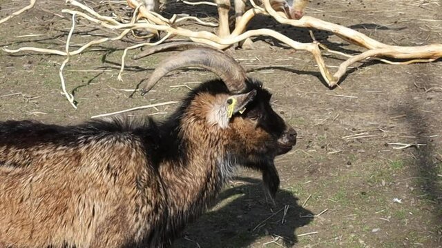ch&egrave;vre et bouc dans un enclos