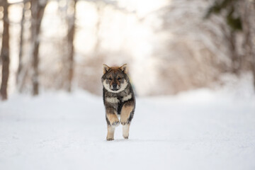 Profile Portrait of cute Shikoku puppy running in the forest in winter. Shikoku ken puppy. Kochi-ken dog